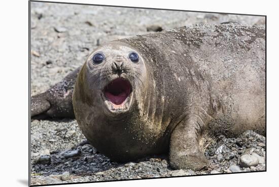 Southern Elephant Seal (Mirounga Leonina) Adult Female Calling, Prion Island, South Georgia-Michael Nolan-Mounted Photographic Print