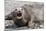 Southern Elephant Seal (Mirounga Leonina) Adult Female Calling, Prion Island, South Georgia-Michael Nolan-Mounted Photographic Print