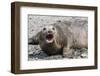 Southern Elephant Seal (Mirounga Leonina) Adult Female Calling, Prion Island, South Georgia-Michael Nolan-Framed Photographic Print