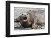 Southern Elephant Seal (Mirounga Leonina) Adult Female Calling, Prion Island, South Georgia-Michael Nolan-Framed Photographic Print