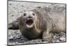 Southern Elephant Seal (Mirounga Leonina) Adult Female Calling, Prion Island, South Georgia-Michael Nolan-Mounted Photographic Print