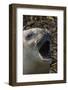 Southern elephant seal, Mirounga leonina, barking.-Sergio Pitamitz-Framed Photographic Print