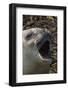 Southern elephant seal, Mirounga leonina, barking.-Sergio Pitamitz-Framed Photographic Print