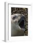 Southern elephant seal, Mirounga leonina, barking.-Sergio Pitamitz-Framed Photographic Print