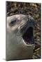 Southern elephant seal, Mirounga leonina, barking.-Sergio Pitamitz-Mounted Photographic Print