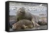 Southern Elephant Seal (Mirounga Leonina), Beachmaster Bull with Female Harem, Right Whale Bay-Michael Nolan-Framed Stretched Canvas