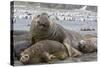 Southern Elephant Seal (Mirounga Leonina), Beachmaster Bull with Female Harem, Right Whale Bay-Michael Nolan-Stretched Canvas