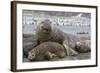 Southern Elephant Seal (Mirounga Leonina), Beachmaster Bull with Female Harem, Right Whale Bay-Michael Nolan-Framed Photographic Print