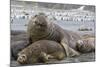 Southern Elephant Seal (Mirounga Leonina), Beachmaster Bull with Female Harem, Right Whale Bay-Michael Nolan-Mounted Photographic Print