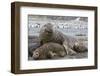 Southern Elephant Seal (Mirounga Leonina), Beachmaster Bull with Female Harem, Right Whale Bay-Michael Nolan-Framed Photographic Print