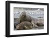 Southern Elephant Seal (Mirounga Leonina), Beachmaster Bull with Female Harem, Right Whale Bay-Michael Nolan-Framed Photographic Print