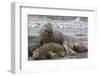 Southern Elephant Seal (Mirounga Leonina), Beachmaster Bull with Female Harem, Right Whale Bay-Michael Nolan-Framed Photographic Print