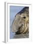 Southern Elephant-seal (Mirounga leonina) bull, close-up of head, laying on shore, Sea Lion Island-Dickie Duckett-Framed Photographic Print