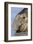 Southern Elephant-seal (Mirounga leonina) bull, close-up of head, laying on shore, Sea Lion Island-Dickie Duckett-Framed Photographic Print