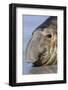 Southern Elephant-seal (Mirounga leonina) bull, close-up of head, laying on shore, Sea Lion Island-Dickie Duckett-Framed Photographic Print