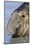 Southern Elephant-seal (Mirounga leonina) bull, close-up of head, laying on shore, Sea Lion Island-Dickie Duckett-Mounted Photographic Print