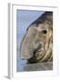 Southern Elephant-seal (Mirounga leonina) bull, close-up of head, laying on shore, Sea Lion Island-Dickie Duckett-Framed Photographic Print