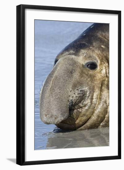 Southern Elephant-seal (Mirounga leonina) bull, close-up of head, laying on shore, Sea Lion Island-Dickie Duckett-Framed Photographic Print