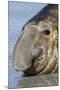 Southern Elephant-seal (Mirounga leonina) bull, close-up of head, laying on shore, Sea Lion Island-Dickie Duckett-Mounted Photographic Print