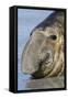 Southern Elephant-seal (Mirounga leonina) bull, close-up of head, laying on shore, Sea Lion Island-Dickie Duckett-Framed Stretched Canvas