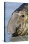 Southern Elephant-seal (Mirounga leonina) bull, close-up of head, laying on shore, Sea Lion Island-Dickie Duckett-Stretched Canvas
