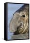 Southern Elephant-seal (Mirounga leonina) bull, close-up of head, laying on shore, Sea Lion Island-Dickie Duckett-Framed Stretched Canvas