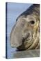 Southern Elephant-seal (Mirounga leonina) bull, close-up of head, laying on shore, Sea Lion Island-Dickie Duckett-Stretched Canvas