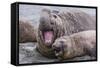 Southern Elephant Seal (Mirounga Leonina) Bull Holding Female Down for Mating-Michael Nolan-Framed Stretched Canvas