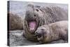 Southern Elephant Seal (Mirounga Leonina) Bull Holding Female Down for Mating-Michael Nolan-Stretched Canvas