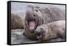 Southern Elephant Seal (Mirounga Leonina) Bull Holding Female Down for Mating-Michael Nolan-Framed Stretched Canvas