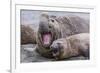 Southern Elephant Seal (Mirounga Leonina) Bull Holding Female Down for Mating-Michael Nolan-Framed Photographic Print