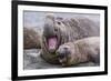 Southern Elephant Seal (Mirounga Leonina) Bull Holding Female Down for Mating-Michael Nolan-Framed Photographic Print