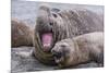 Southern Elephant Seal (Mirounga Leonina) Bull Holding Female Down for Mating-Michael Nolan-Mounted Photographic Print