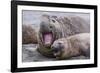 Southern Elephant Seal (Mirounga Leonina) Bull Holding Female Down for Mating-Michael Nolan-Framed Photographic Print