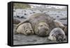 Southern Elephant Seal (Mirounga Leonina) Bull Holding Female Down for Mating-Michael Nolan-Framed Stretched Canvas