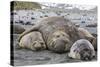 Southern Elephant Seal (Mirounga Leonina) Bull Holding Female Down for Mating-Michael Nolan-Stretched Canvas