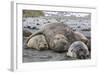 Southern Elephant Seal (Mirounga Leonina) Bull Holding Female Down for Mating-Michael Nolan-Framed Photographic Print