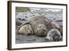 Southern Elephant Seal (Mirounga Leonina) Bull Holding Female Down for Mating-Michael Nolan-Framed Photographic Print