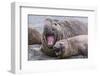 Southern Elephant Seal (Mirounga Leonina) Bull Holding Female Down for Mating-Michael Nolan-Framed Photographic Print