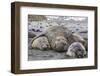 Southern Elephant Seal (Mirounga Leonina) Bull Holding Female Down for Mating-Michael Nolan-Framed Photographic Print