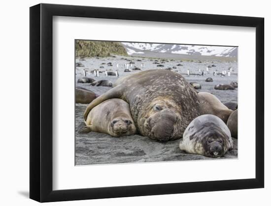 Southern Elephant Seal (Mirounga Leonina) Bull Holding Female Down for Mating-Michael Nolan-Framed Photographic Print