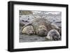 Southern Elephant Seal (Mirounga Leonina) Bull Holding Female Down for Mating-Michael Nolan-Framed Photographic Print