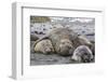 Southern Elephant Seal (Mirounga Leonina) Bull Holding Female Down for Mating-Michael Nolan-Framed Photographic Print