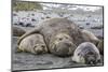 Southern Elephant Seal (Mirounga Leonina) Bull Holding Female Down for Mating-Michael Nolan-Mounted Photographic Print