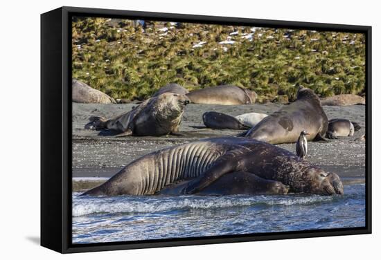 Southern Elephant Seal (Mirounga Leonina) Bull Mating with Female-Michael Nolan-Framed Stretched Canvas