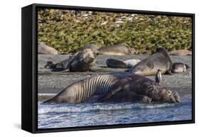 Southern Elephant Seal (Mirounga Leonina) Bull Mating with Female-Michael Nolan-Framed Stretched Canvas