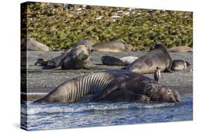 Southern Elephant Seal (Mirounga Leonina) Bull Mating with Female-Michael Nolan-Stretched Canvas