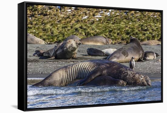 Southern Elephant Seal (Mirounga Leonina) Bull Mating with Female-Michael Nolan-Framed Stretched Canvas