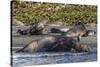 Southern Elephant Seal (Mirounga Leonina) Bull Mating with Female-Michael Nolan-Stretched Canvas