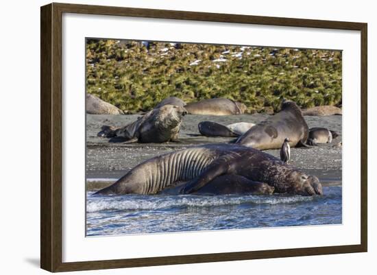 Southern Elephant Seal (Mirounga Leonina) Bull Mating with Female-Michael Nolan-Framed Photographic Print